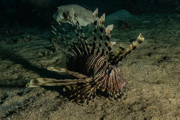 Lion fish in the Red Sea colorful fish, Eilat Israel