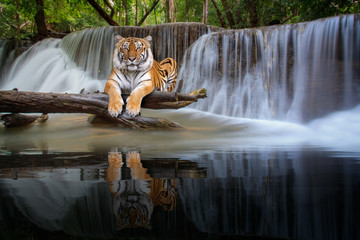 Tiger sitzen im Wasserfall in tiefer Wildnis © anekoho