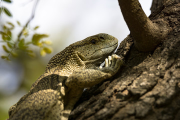 Releaxed Lizard