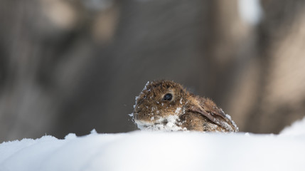 eared brown hare in the snow
