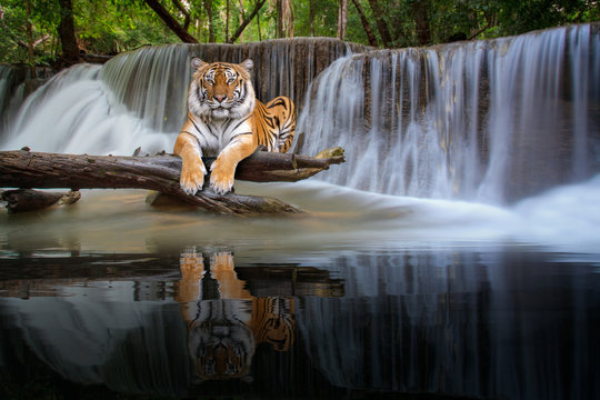 Tiger sit in waterfall in deep wild © anekoho
