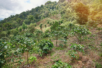 Fototapeta na wymiar Coffee plantation on mountain hill