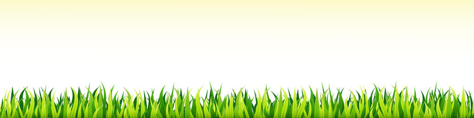 Fototapeta premium Garden grass. Panorama of a growing microgreen sprouts