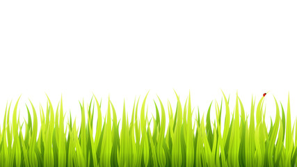 Fototapeta na wymiar Grass field seamless footer. Microgreen wheat sprouts