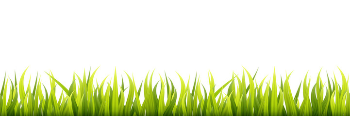 Obraz premium Garden grass. Panorama of a growing microgreen sprouts
