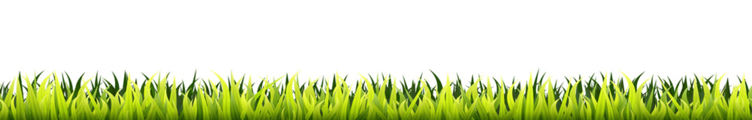 Garden grass. Panorama of a growing microgreen sprouts