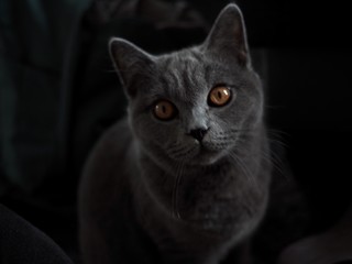 Grey Cat with brown eyes