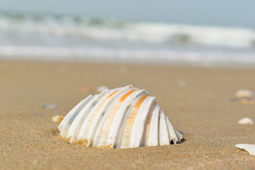 Concha blanca y dorada en la playa, fotografiada de cerca con un fondo marino