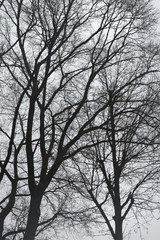 silhouette of a tree