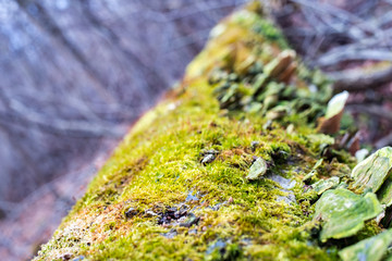 Mushrooms, lichen and moss on dried tree