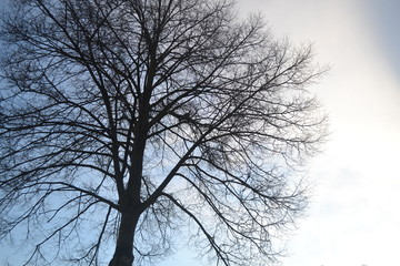 Fototapeta na wymiar tree silhouette with sky background