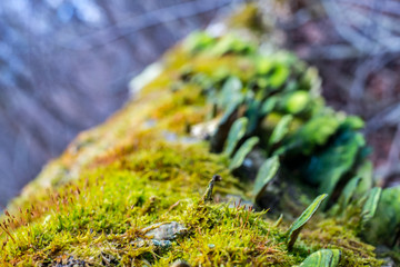 Mushrooms, lichen and moss on dried tree