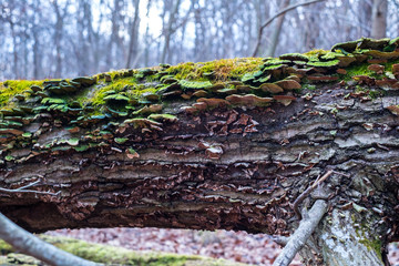 Mushrooms, lichen and moss on dried tree