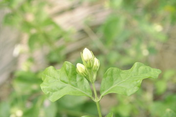Close up group of bud Thai white jasmin flower on green tone leafs background, have copy space, sign of Mother's day in Thailand