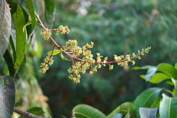 Close up young yellow mango flowers, red branch on mango tree