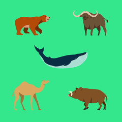 Set Cute of bear, camel, boar, whale and buffalo animal with cartoon flat style