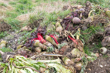 Pile of rotting root vegetables