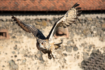Uhu im Anflug