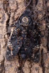 Fototapeta premium Death head hawkmoth on tree
