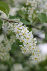 branch with blooming bird cherry, spring garden, background