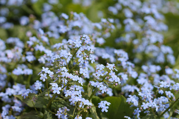 blue flowers - forget-me-nots, spring garden, background