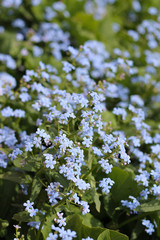 blue flowers - forget-me-nots, spring garden, background