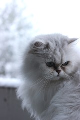 cat in snow