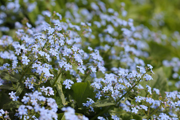 blue flowers - forget-me-nots, spring garden, background