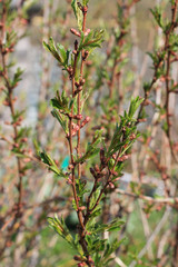 decorative almond, spring garden, background