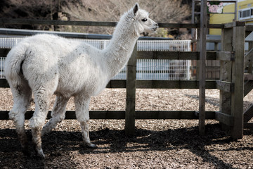 Alpaca ポートレート