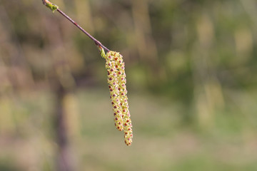 birch catkins, spring birch, background