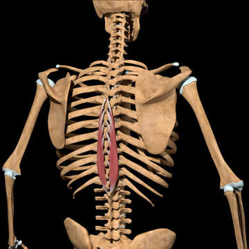 3d Illustration of the Spinalis Thoracis Muscles on Skeleton