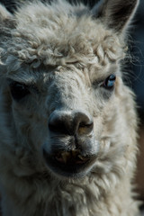 Obraz premium Alpaca ポートレート