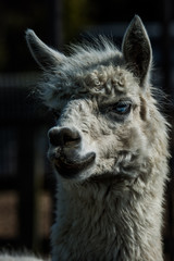 Fototapeta premium Alpaca ポートレート