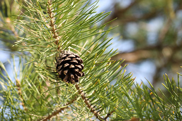 pine branch with pine cone, background