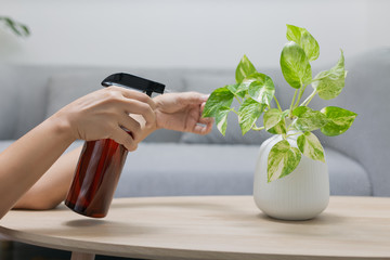 The woman is spraying Liquid fertilizer the foliar feeding on the golden pothos on the wooden table...