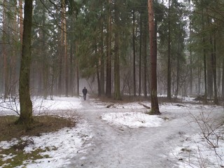 Man goes in fog in gloomy rainy day in forest in early spring with melting snow
