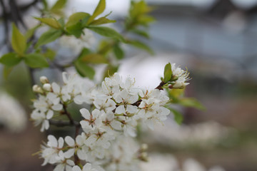 branch with plum blossom, spring garden, background