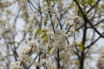 blooming plum, spring garden, background