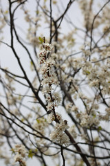 blooming plum, spring garden, background