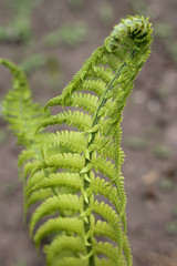 Young fern, spring garden, background