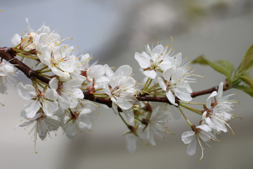 branch with plum blossom, spring garden, background