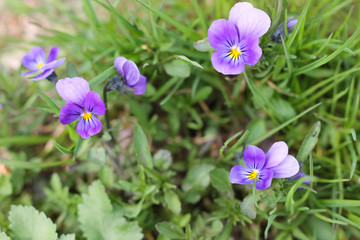 three-colored violet - pansies, spring garden, background