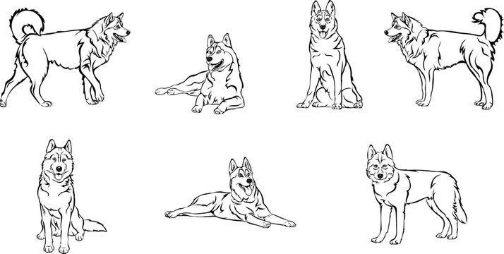Husky, dog, husky figure, various poses, vector, illustration, black and white image, line