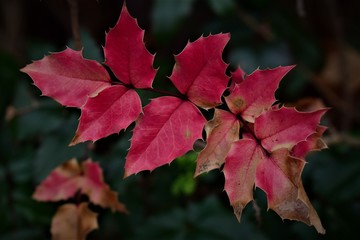 red maple leaves in autumn