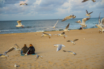 białe mewy ptaki na plaży nad morzem © Tymoteusz