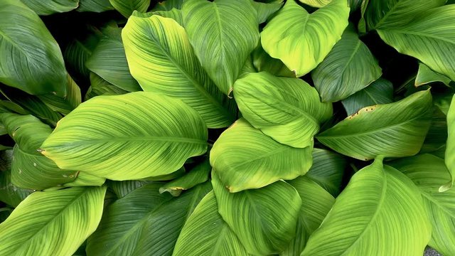 Nature green background, beautiful Sun shine through the blowing on wind tree green leaves