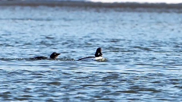 The common goldeneye (Bucephala clangula) is a medium-sized sea duck of the genus Bucephala, the goldeneyes.
