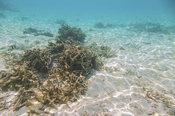Underwater view of dead coral reefs and beautiful fishes. Snorkeling. Maldives, Indian ocean.