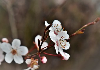 flowers of cherry tree
